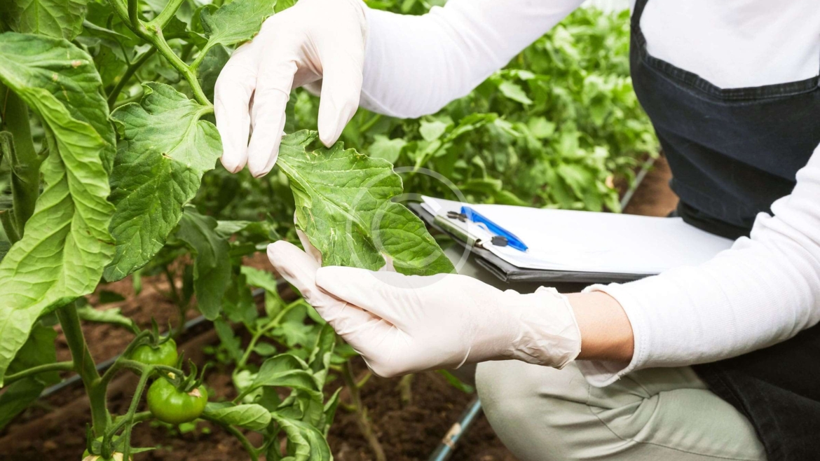 Real agricultural experience